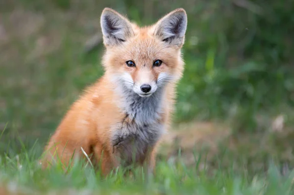 Zestaw Red Fox Środowisku Naturalnym — Zdjęcie stockowe