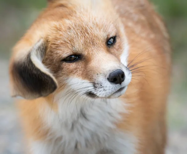 Zestaw Red Fox Środowisku Naturalnym — Zdjęcie stockowe