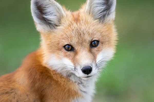 Zestaw Red Fox Środowisku Naturalnym — Zdjęcie stockowe