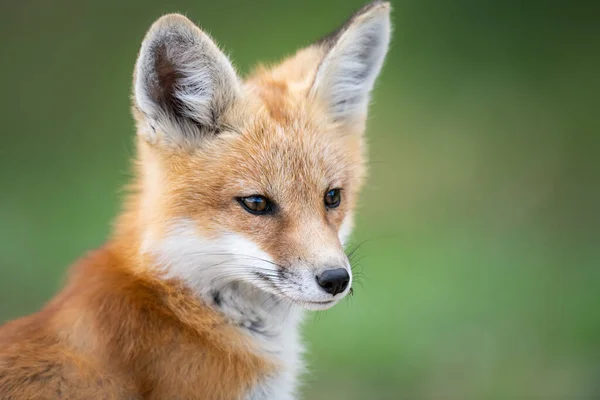 Zestaw Red Fox Środowisku Naturalnym — Zdjęcie stockowe