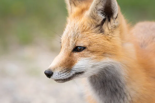 Zestaw Red Fox Środowisku Naturalnym — Zdjęcie stockowe