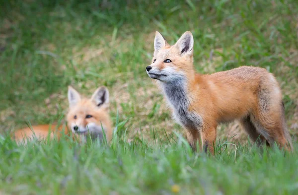 Red Fox Kit Wild — Stock Photo, Image