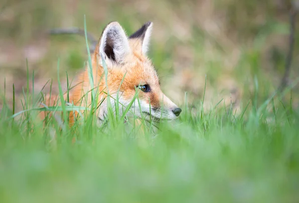 Rode Vos Kit Het Wild — Stockfoto