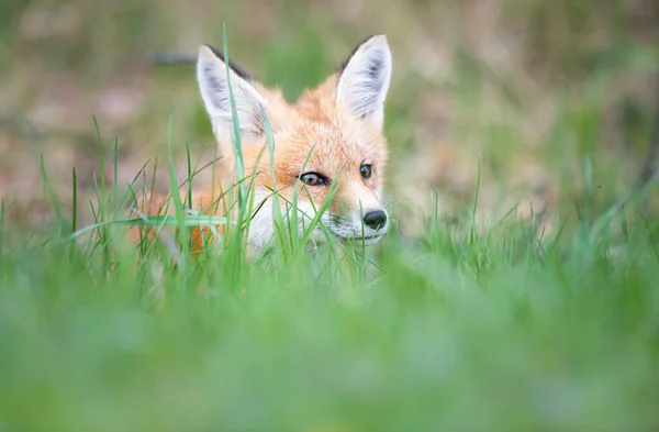 Röd Räv Naturen — Stockfoto