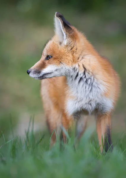 Red Fox Kit Wild — Stock Photo, Image