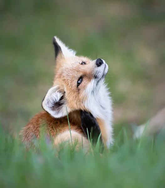 Zestaw Red Fox Środowisku Naturalnym — Zdjęcie stockowe