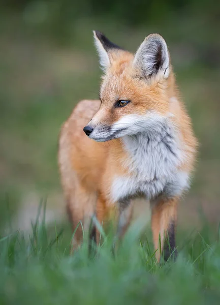 Zestaw Red Fox Środowisku Naturalnym — Zdjęcie stockowe