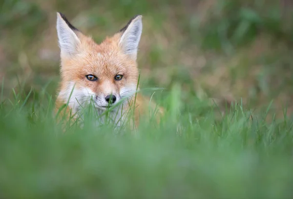 Zestaw Red Fox Środowisku Naturalnym — Zdjęcie stockowe