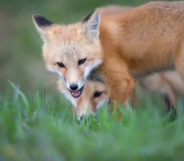 Zestaw Red Fox Środowisku Naturalnym — Zdjęcie stockowe