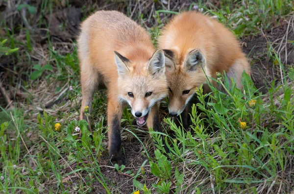 Red Fox Kit Wild — Stock Photo, Image