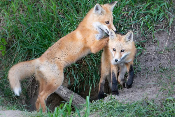 Zestaw Red Fox Środowisku Naturalnym — Zdjęcie stockowe