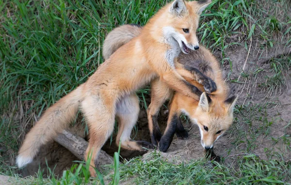 Zestaw Red Fox Środowisku Naturalnym — Zdjęcie stockowe