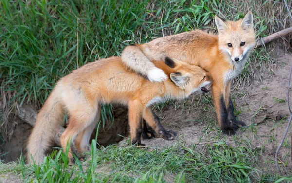 Kit Renard Roux Dans Nature — Photo