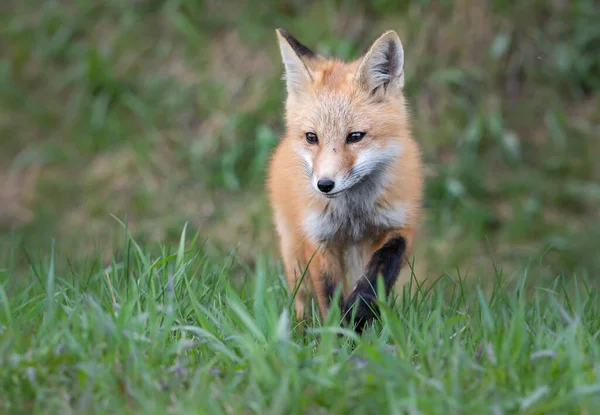 Red Fox Kit Wild — Stock Photo, Image