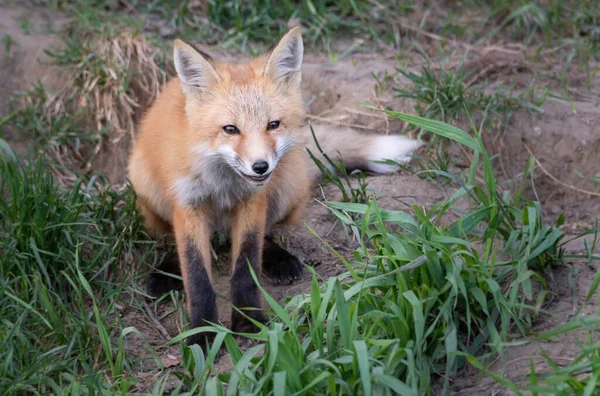 Kit Volpe Rossa Natura — Foto Stock