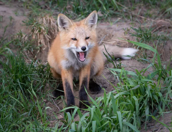 Zestaw Red Fox Środowisku Naturalnym — Zdjęcie stockowe