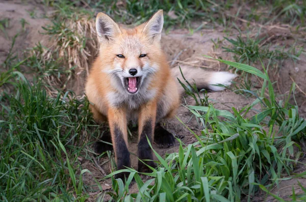 Red Fox Kit Wild — Stock Photo, Image