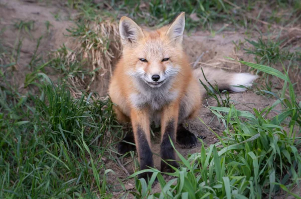 Vahşi doğada kızıl tilki çantası