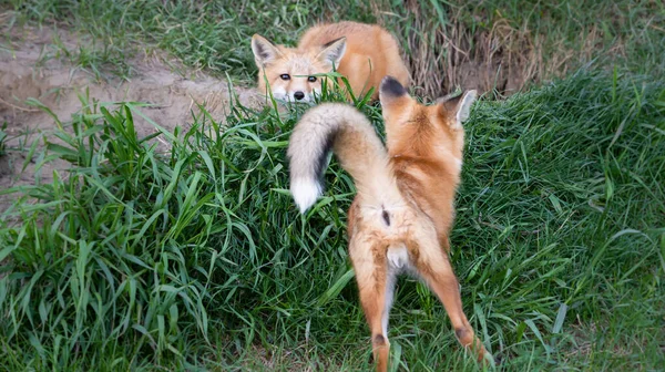 野外的红狐套件 — 图库照片