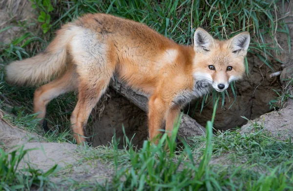 Red Fox Kit Wild — Stock Photo, Image