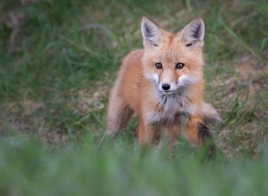 Vahşi doğada kızıl tilki çantası