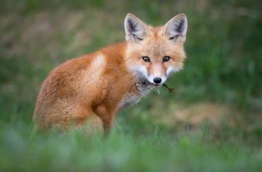 Vahşi doğada kızıl tilki çantası