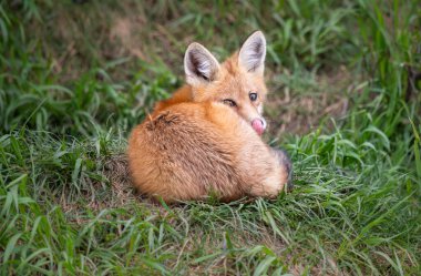Vahşi doğada kızıl tilki çantası