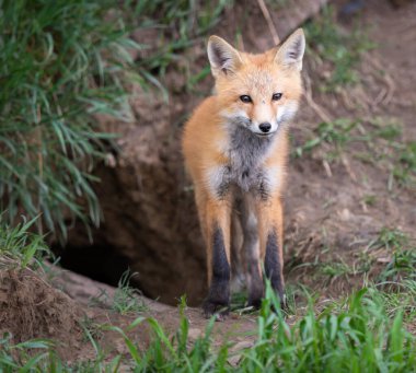 Vahşi doğada kızıl tilki çantası