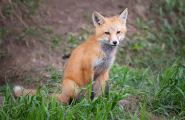 Vahşi doğada kızıl tilki çantası