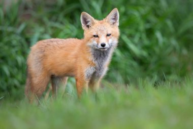 Vahşi doğada kızıl tilki çantası