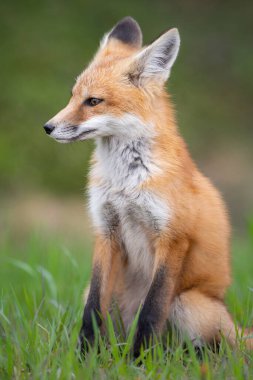 Vahşi doğada kızıl tilki çantası