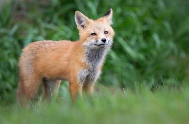 Vahşi doğada kızıl tilki çantası