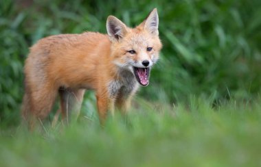 Vahşi doğada kızıl tilki çantası