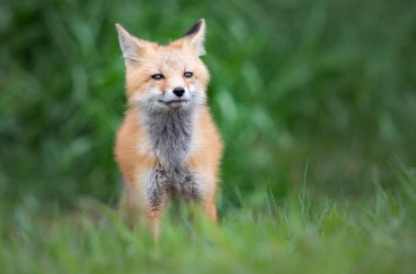 Vahşi doğada kızıl tilki çantası