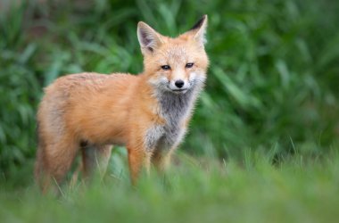 Vahşi doğada kızıl tilki çantası