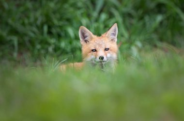 Vahşi doğada kızıl tilki çantası