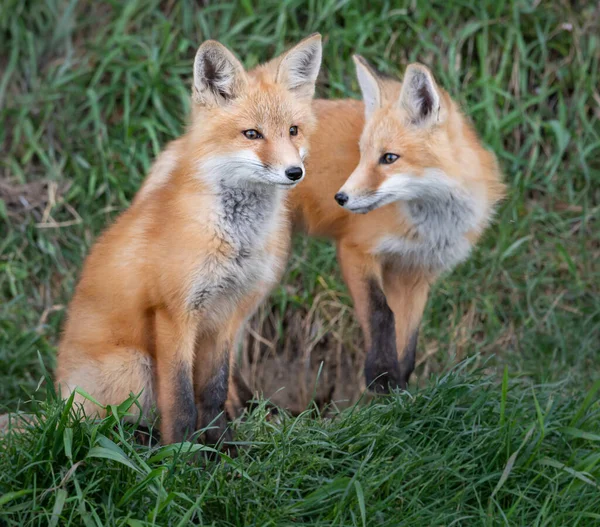 Zestaw Red Fox Środowisku Naturalnym — Zdjęcie stockowe