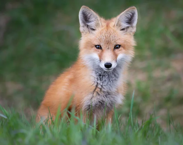 Red Fox Kit Wild — Stock Photo, Image