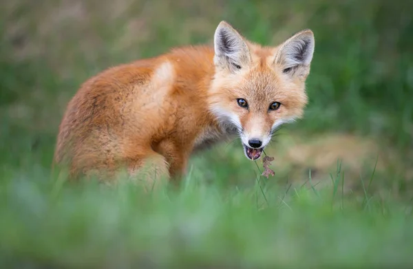 Red Fox Kit Wild — Stock Photo, Image