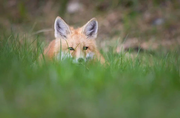 Red Fox Kit Wild — Stock Photo, Image