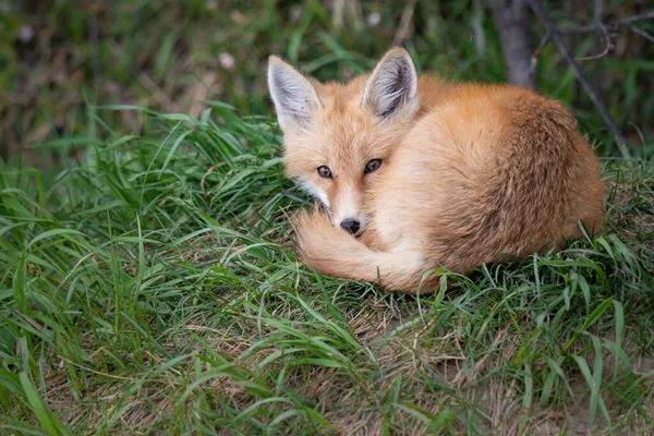 Zestaw Red Fox Środowisku Naturalnym — Zdjęcie stockowe