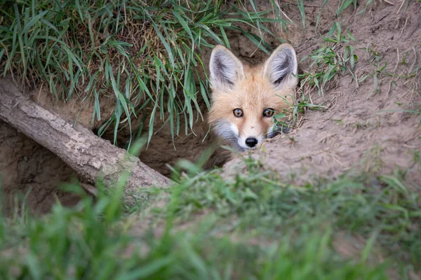 Red Fox Kit Wild — Stock Photo, Image