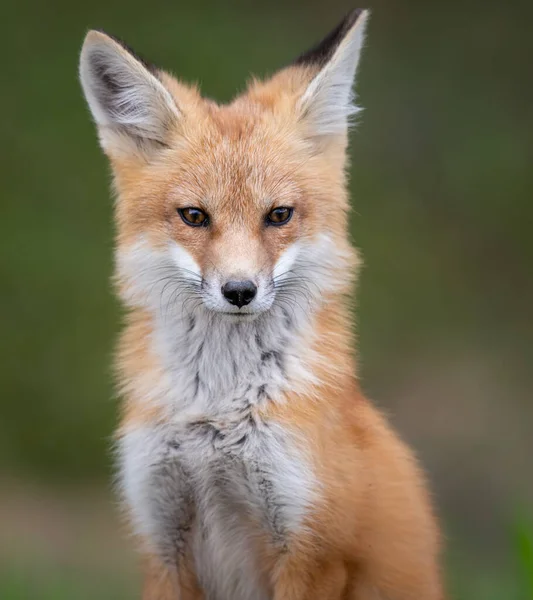 Zestaw Red Fox Środowisku Naturalnym — Zdjęcie stockowe