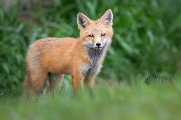 Kit Volpe Rossa Natura — Foto Stock