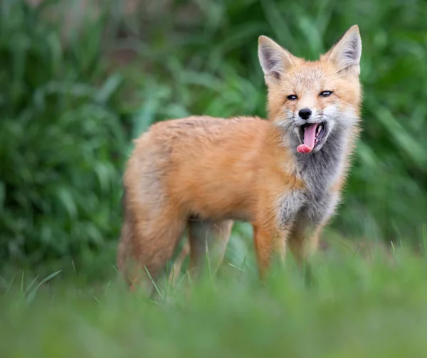 Zestaw Red Fox Środowisku Naturalnym — Zdjęcie stockowe