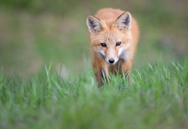 Vahşi doğada kızıl tilki çantası