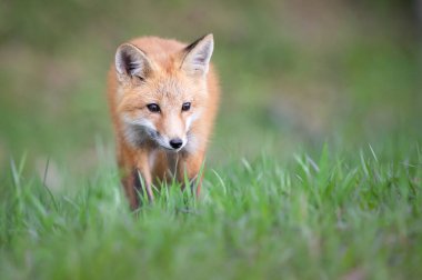 Vahşi doğada kızıl tilki çantası