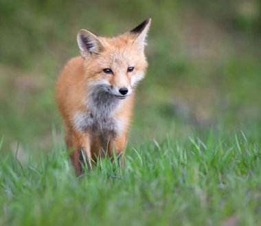 Vahşi doğada kızıl tilki çantası