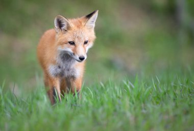 Vahşi doğada kızıl tilki çantası
