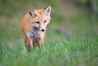 Vahşi doğada kızıl tilki çantası
